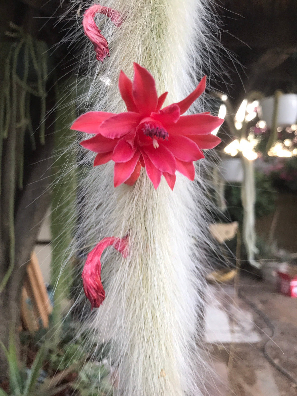Hildewintera colademononis - Monkey Tail Cactus Seeds - Grown in the California Desert