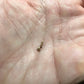 Euphorbia stellata Seeds - High germination rate
