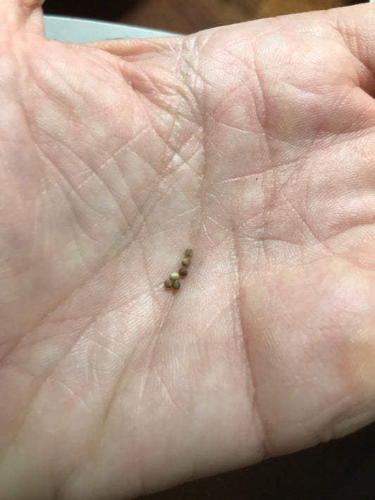 Euphorbia stellata Seeds - High germination rate