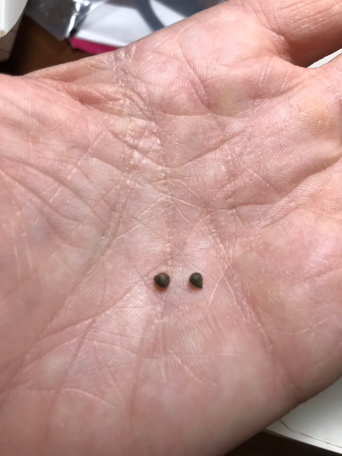 Euphorbia obesa Cactus Succulent Seeds - High Germination Ra
