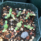 Euphorbia obesa Cactus Succulent Seeds - High Germination Ra