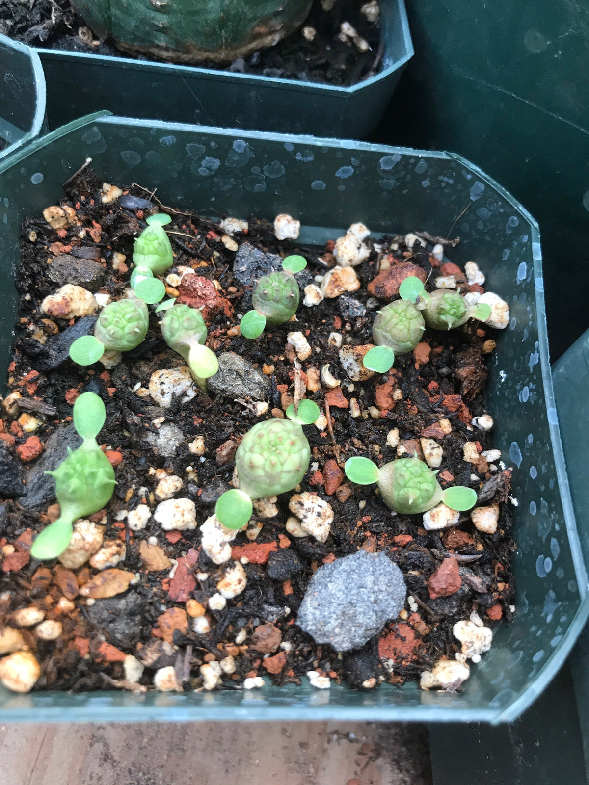 Euphorbia obesa Cactus Succulent Seeds - High Germination Ra