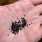 Carnegiea gigantea crested - Giant Saguaro Cactus Seeds