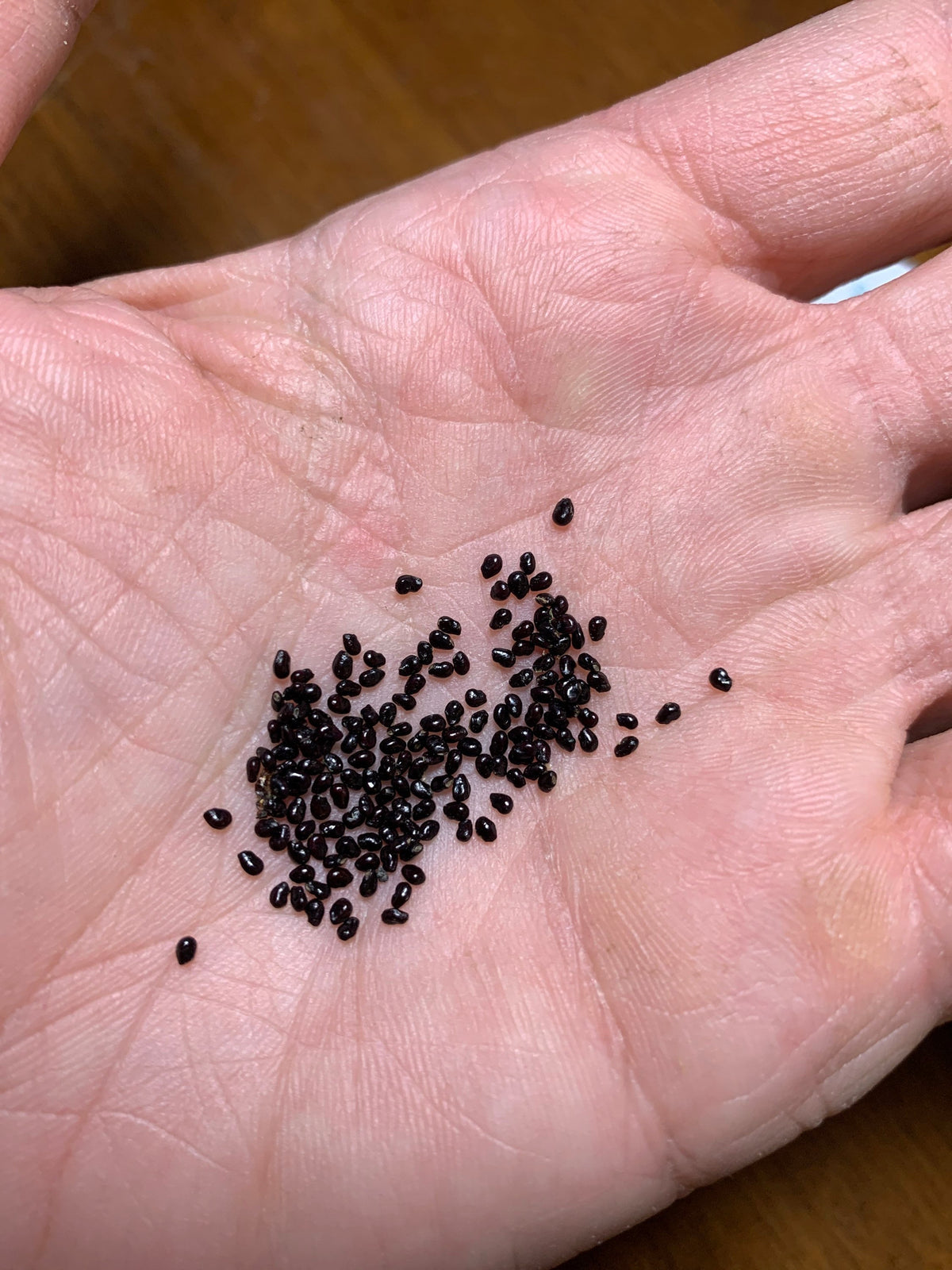 Carnegiea gigantea crested - Giant Saguaro Cactus Seeds