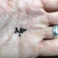 Astrophytum ornatum Cactus Seeds