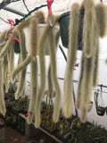 Hildewintera colademononis - Monkey Tail Cactus Seeds - Grown in the California Desert