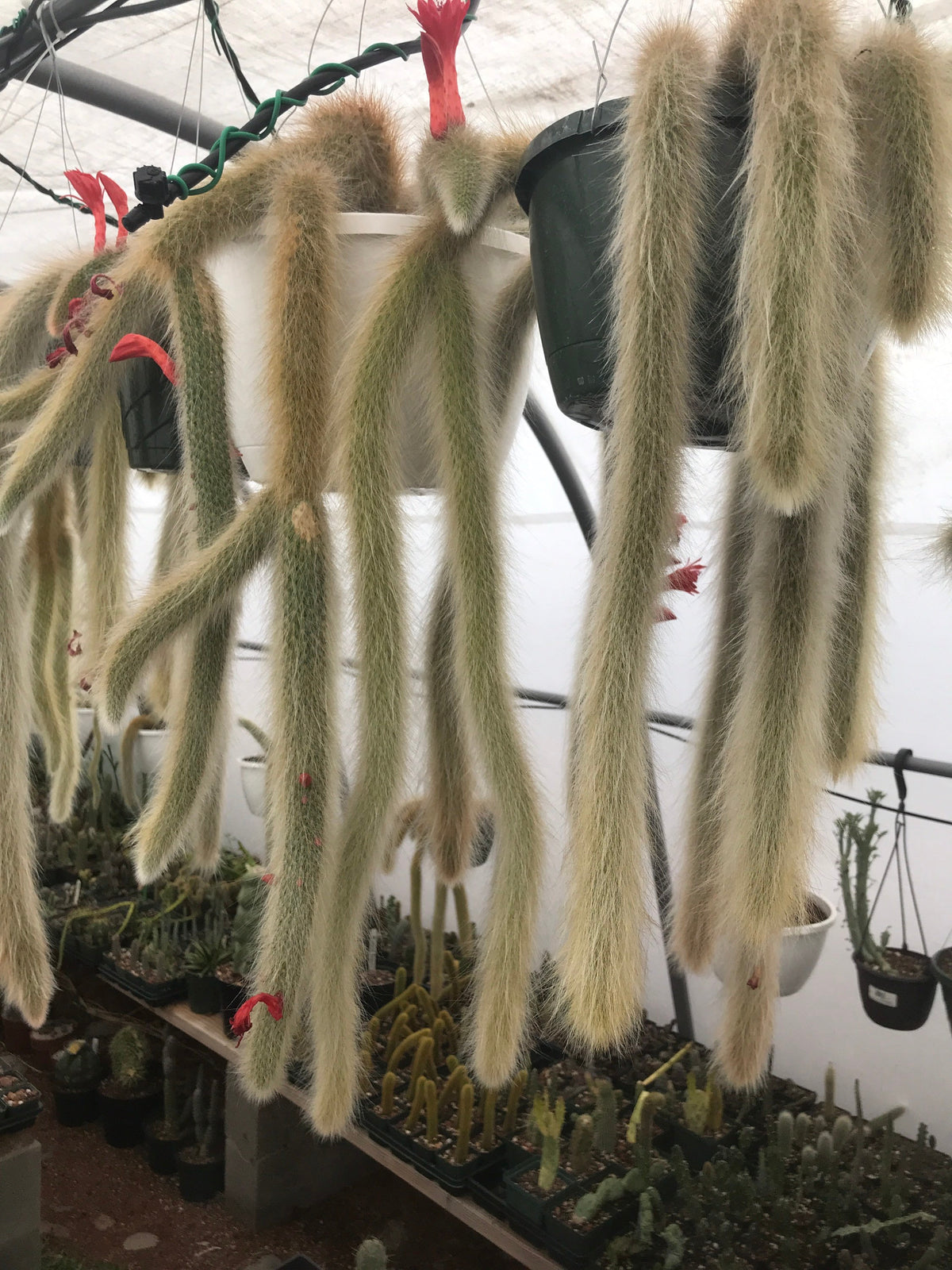 Hildewintera colademononis - Monkey Tail Cactus Seeds - Grown in the California Desert