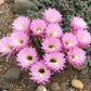 Echinopsis oxygona Cactus Seeds
