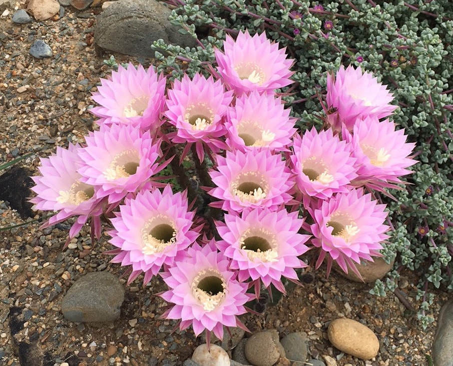 Echinopsis oxygona Cactus Seeds