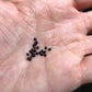 Stenocereus alamosensis - Octopus cactus seeds