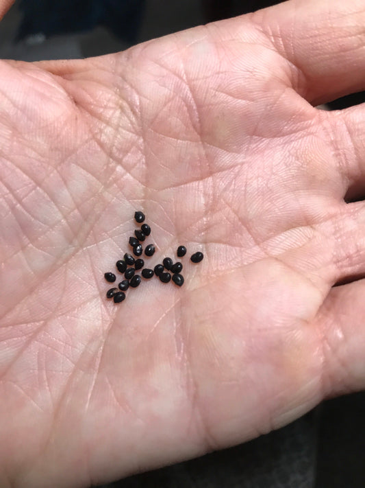 Stenocereus alamosensis - Octopus cactus seeds