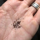 Notocactus leninghausii Cactus Seeds