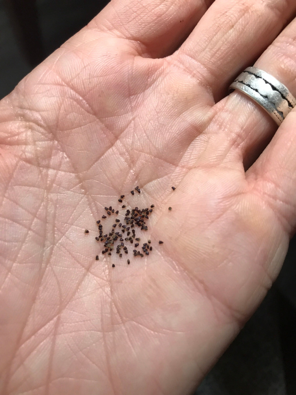 Notocactus leninghausii Cactus Seeds