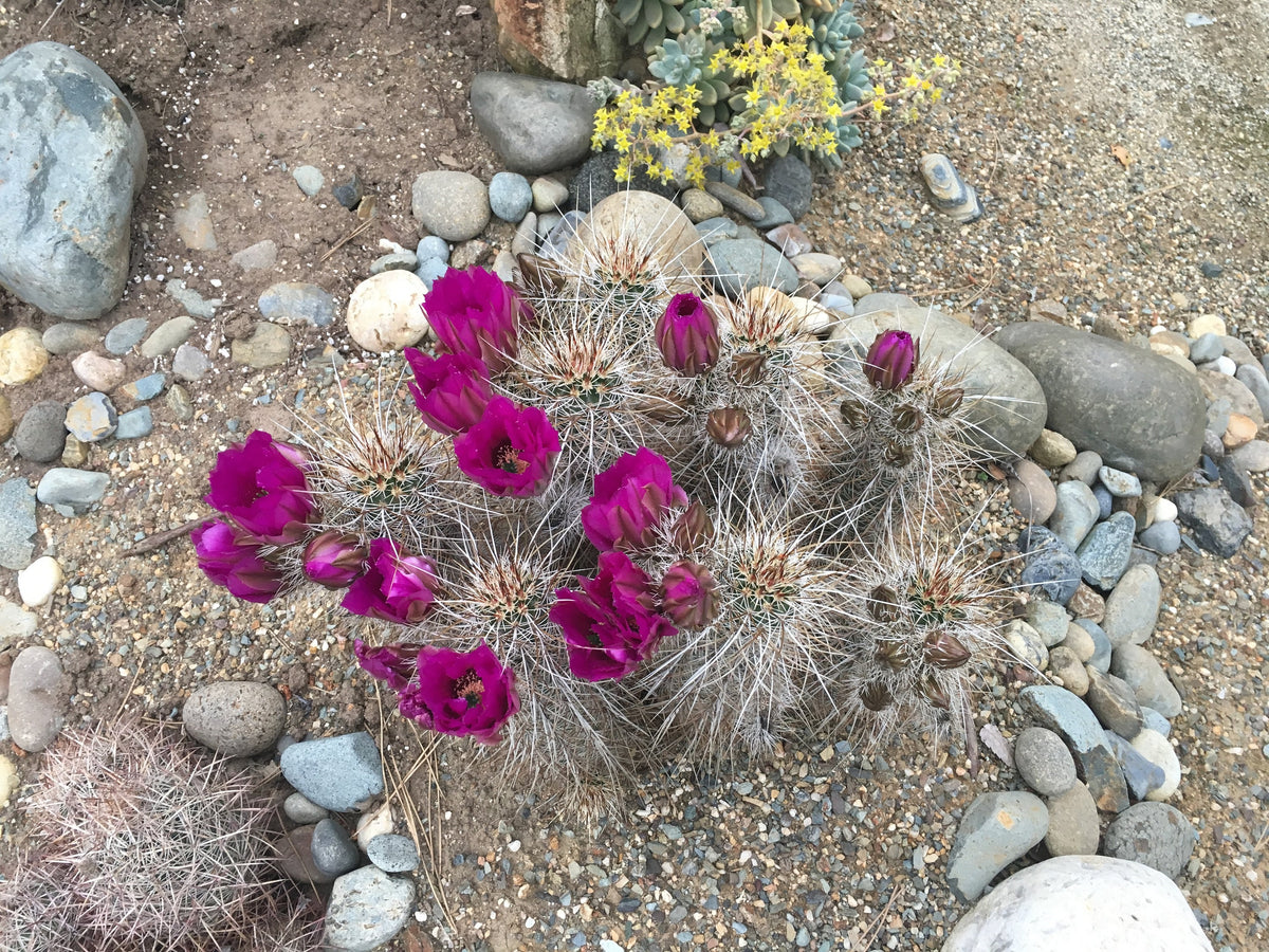 Echinocereus engelmannii - Strawberry Hedgehog Cactus Seeds