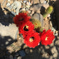 Helianthocereus grandiflorus – Cactus Seeds (Organically Grown)