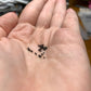 Echinocereus rigidissimus rubrispinus Cactus Seeds