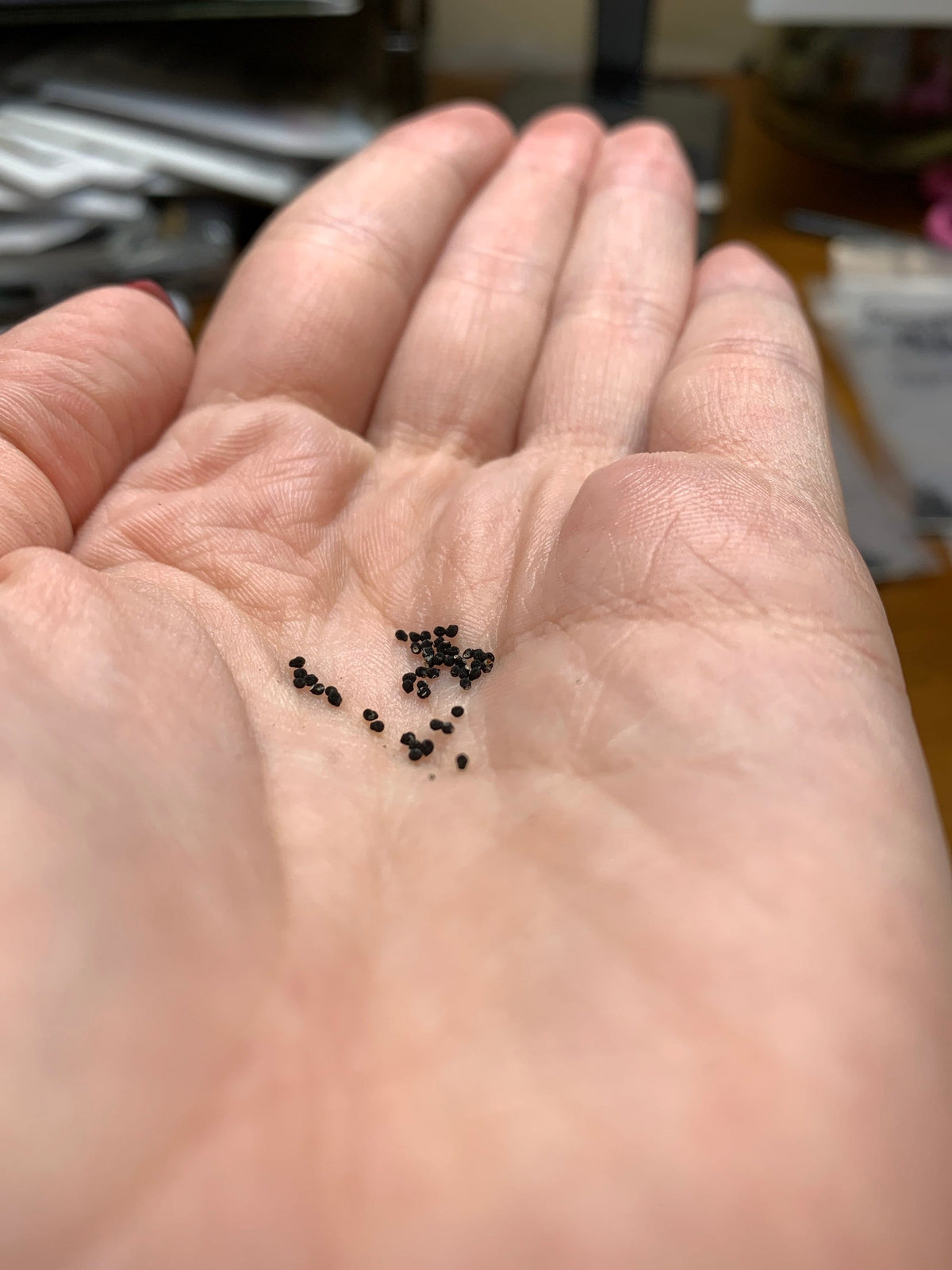 Echinocereus rigidissimus rubrispinus Cactus Seeds