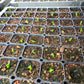 Euphorbia stellata Seeds - High germination rate