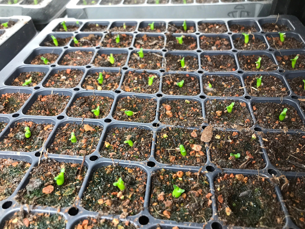 Euphorbia stellata Seeds - High germination rate