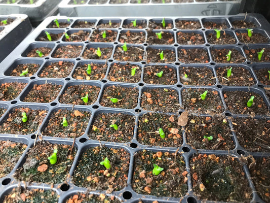 Euphorbia stellata Seeds - High germination rate
