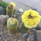 Notocactus leninghausii Cactus Seeds