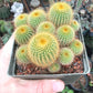 Notocactus leninghausii Cactus Seeds