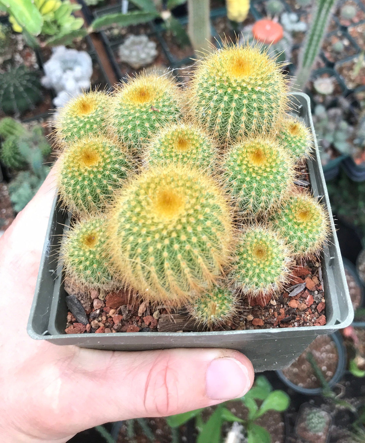 Notocactus leninghausii Cactus Seeds