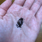 Helianthocereus grandiflorus – Cactus Seeds (Organically Grown)