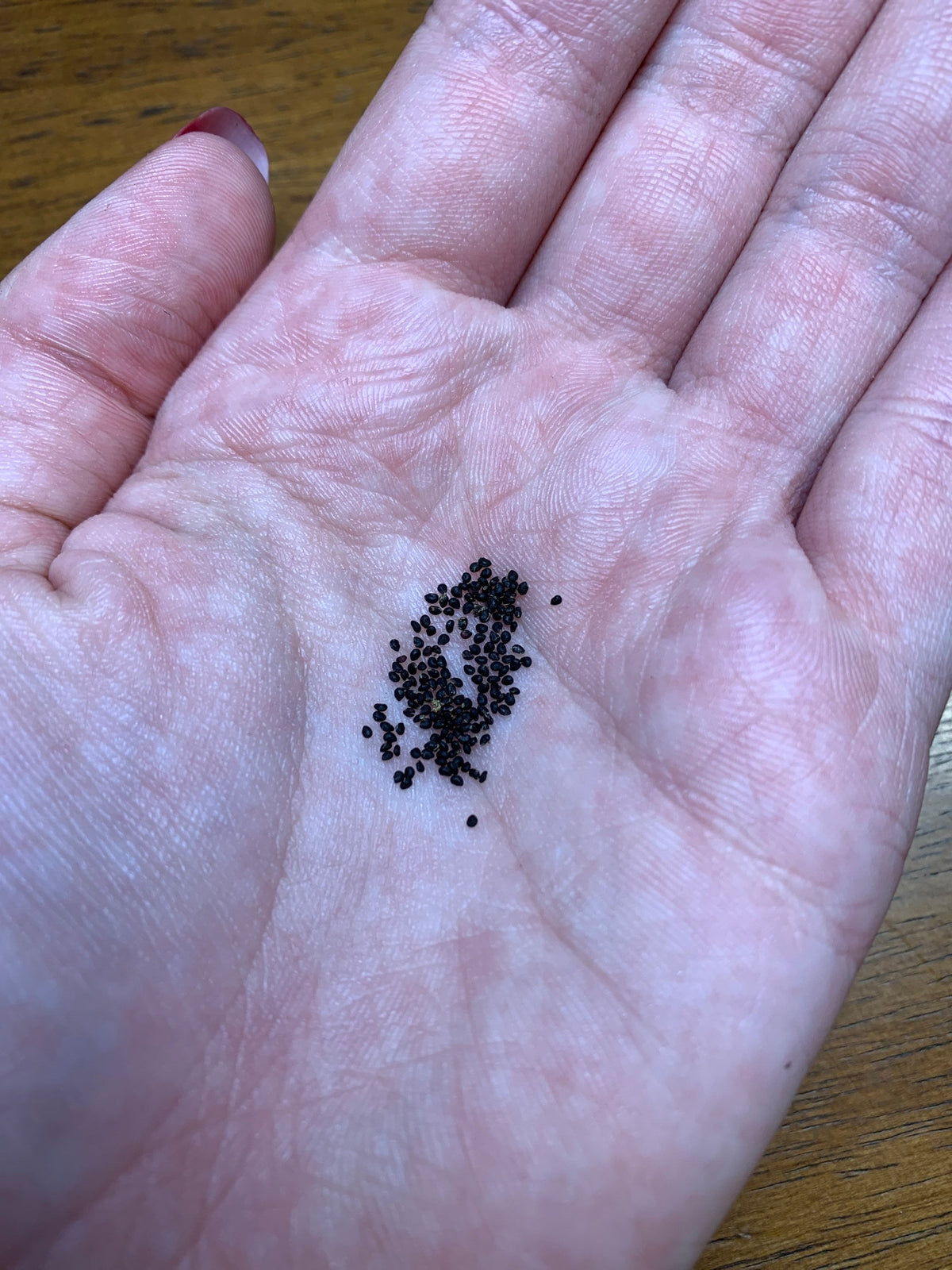 Helianthocereus grandiflorus – Cactus Seeds (Organically Grown)