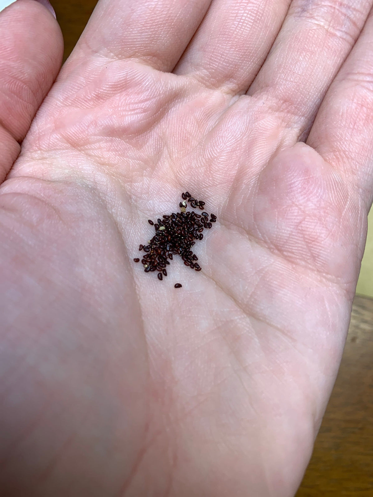 Ferocactus wislizeni Cactus Seeds