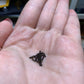 Echinopsis subdenudata (Domino Cactus) Seeds
