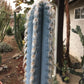 Pilosocereus glaucescens Cactus Seeds