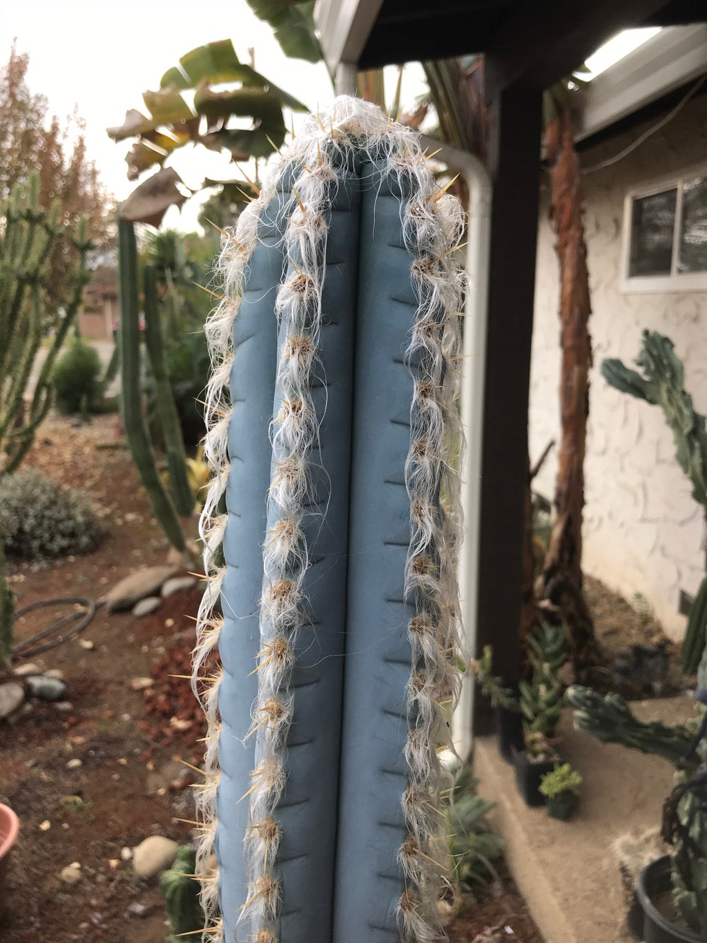 Pilosocereus glaucescens Cactus Seeds