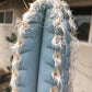 Pilosocereus glaucescens Cactus Seeds