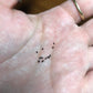 Pilosocereus glaucescens Cactus Seeds