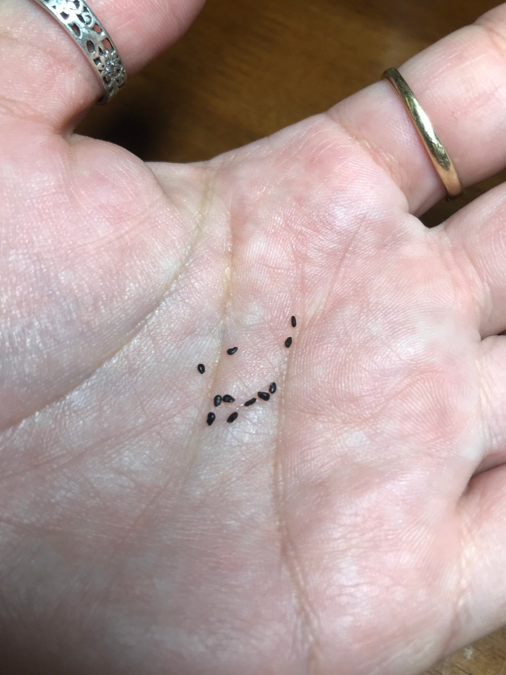 Pilosocereus glaucescens Cactus Seeds