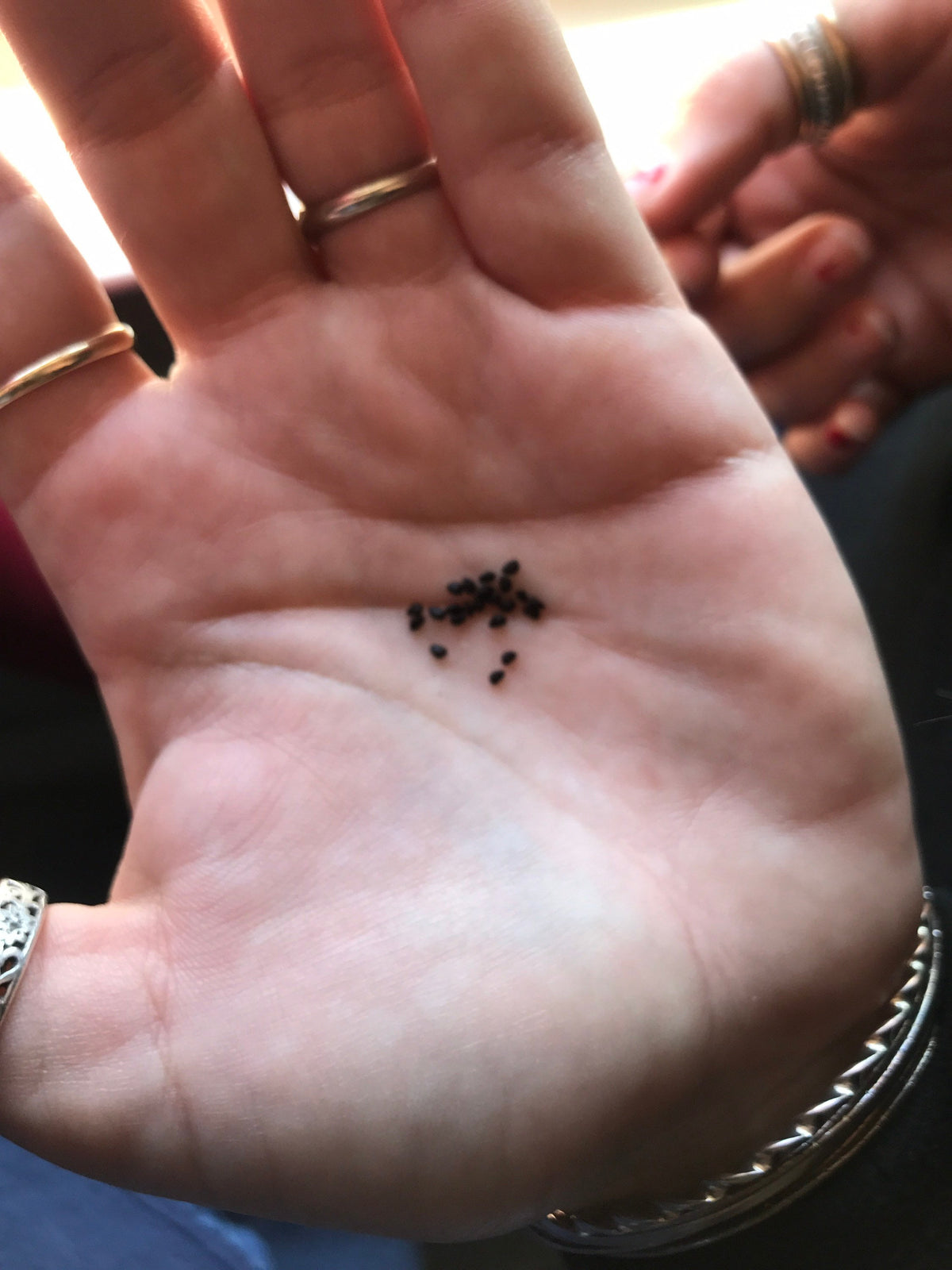 Ferocactus rectispinus Cactus Seeds