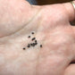 Cereus forbesii monstrose Cactus Seeds