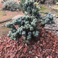 Cereus forbesii monstrose Cactus Seeds