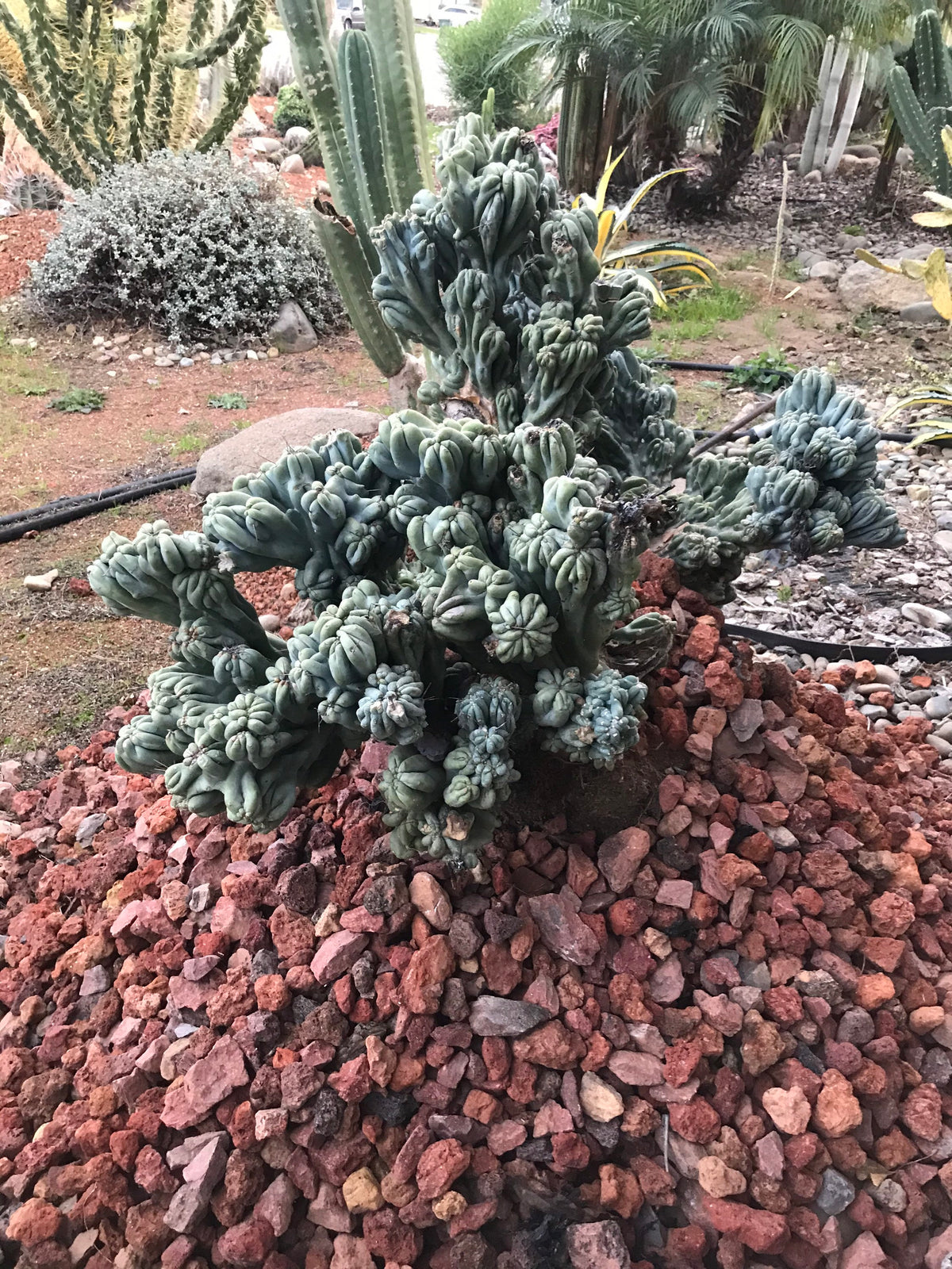 Cereus forbesii monstrose Cactus Seeds