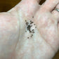 Echinofossulocactus Species (Assorted) Cactus Seeds