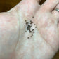 Echinofossulocactus crispatus Cactus seeds