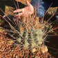 Ferocactus rectispinus Cactus Seeds