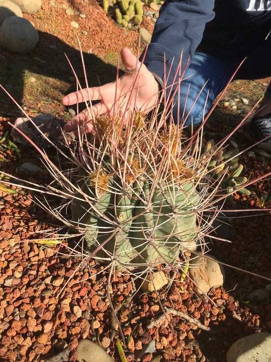 Ferocactus rectispinus Cactus Seeds