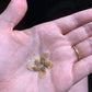 Dioscorea elephantipes Seeds