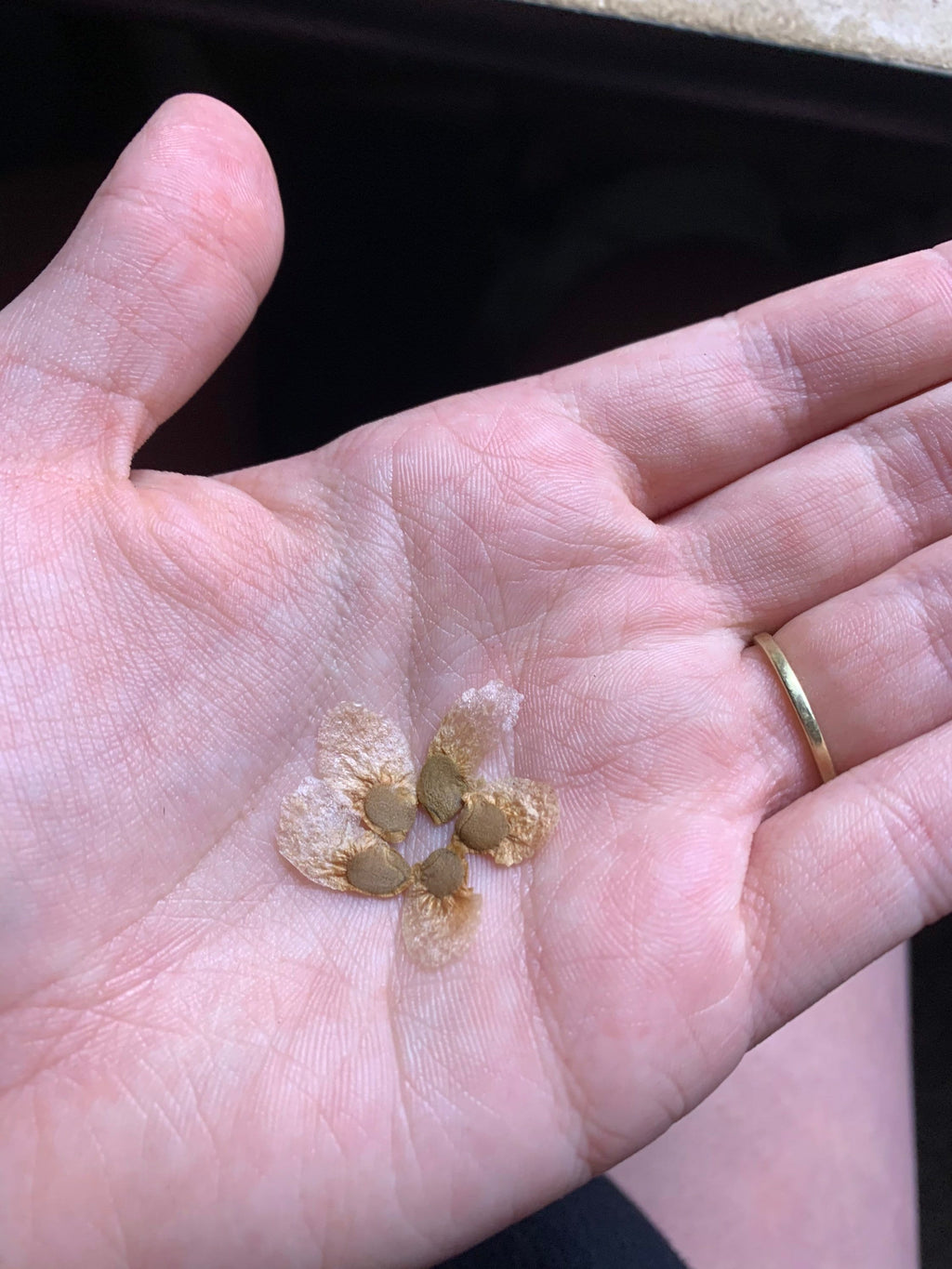Dioscorea elephantipes Seeds