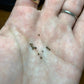 Gymnocalycium altagraciense Cactus Seeds