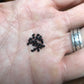 Harrisia martinii Cactus seeds
