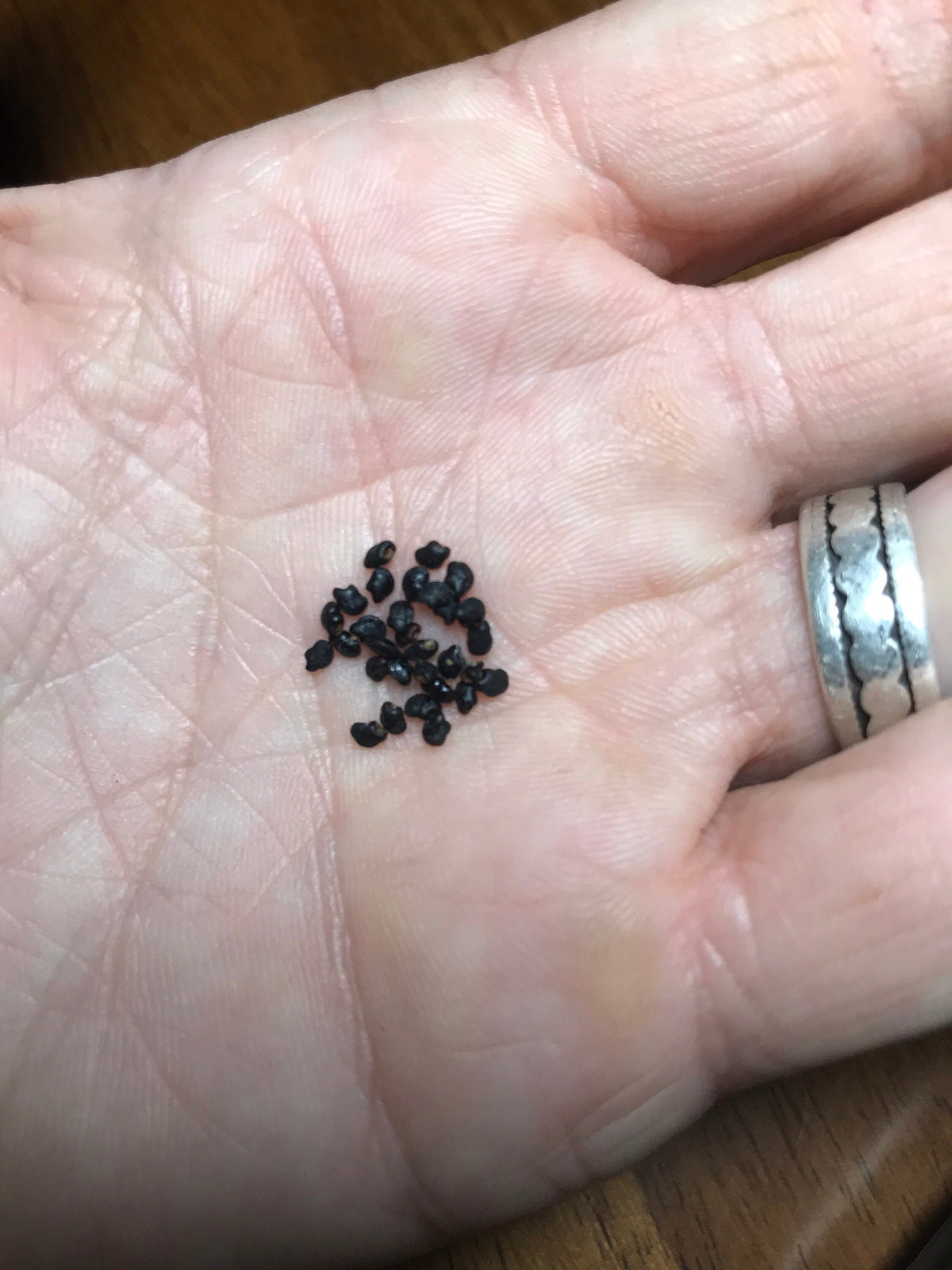 Harrisia martinii Cactus seeds
