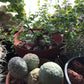 Dioscorea elephantipes Seeds